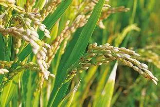 水稻養(yǎng)花期間被雨風(fēng)破壞減產(chǎn)嗎