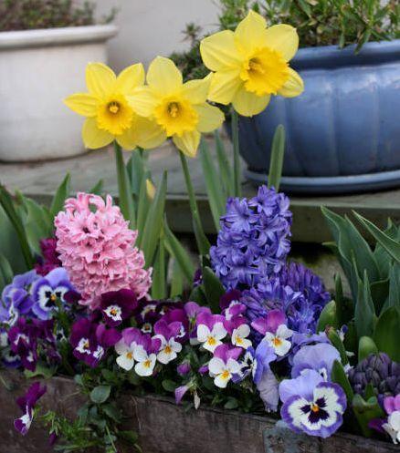 養(yǎng)花養(yǎng)不活和命有關(guān)嗎