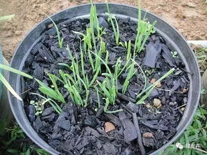 養(yǎng)花土怎么炒