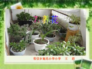 六級語文養(yǎng)花