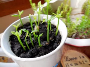 花農(nóng)養(yǎng)花絕招