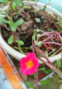 學(xué)生養(yǎng)花評比