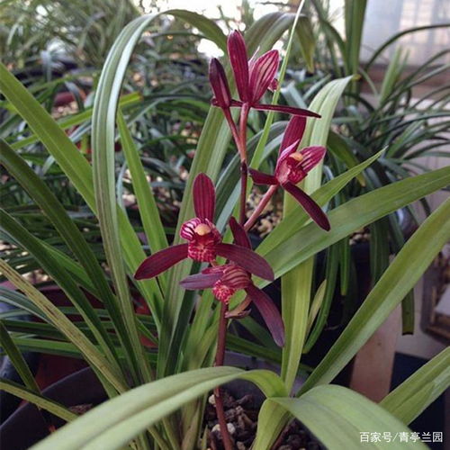 養(yǎng)花有很多飛蟲是怎么回事