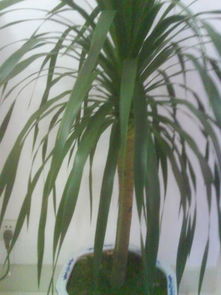 養(yǎng)花達(dá)人有誰