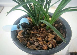 土豆直接埋土里養(yǎng)花好不好