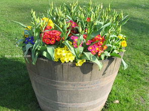 養(yǎng)花知識(shí)大全生根水