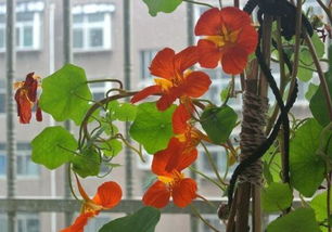 養(yǎng)花容易死跟命有關(guān)嗎6