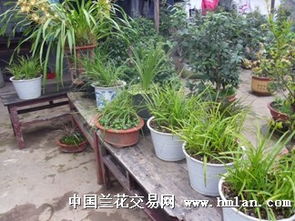 農(nóng)村養(yǎng)花盆景大全