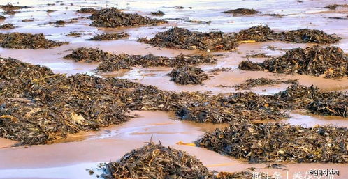 海藻怎么養(yǎng)花