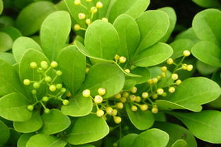 養(yǎng)花知識大全米蘭養(yǎng)植