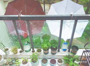 養(yǎng)花雨水中含有的養(yǎng)份