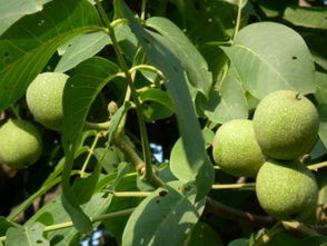 干核桃皮能做養(yǎng)花肥嗎