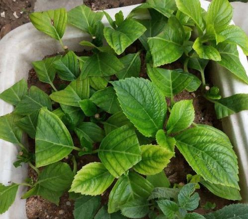 養(yǎng)花拌土比例