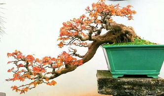 養(yǎng)花種盆景的散文