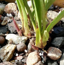 養(yǎng)花冒出新芽即枯萎