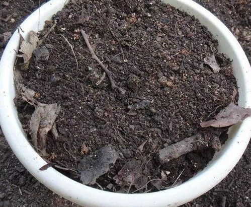 挖的土怎么處理來(lái)養(yǎng)花