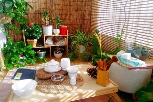 發(fā)財竹養(yǎng)花的太長了