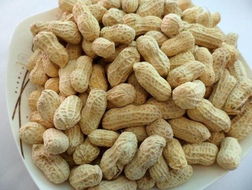 家中養(yǎng)花生蟲