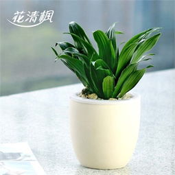 辦公室養(yǎng)花的男人