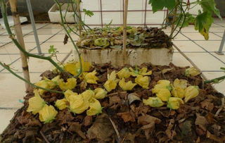 柏樹根部落葉可以養(yǎng)花嗎