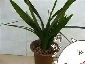 養(yǎng)花萬(wàn)能土怎么配