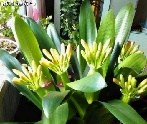 養(yǎng)花劃分段落