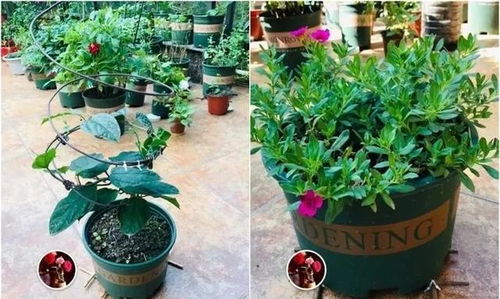 養(yǎng)花技巧水瓶