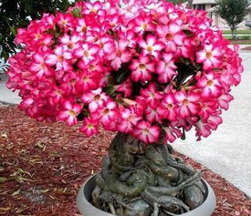 養(yǎng)花匠小齊沙漠玫瑰