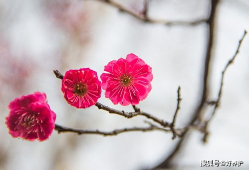 古代最會養(yǎng)花的人