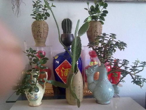 愛養(yǎng)花王大爺