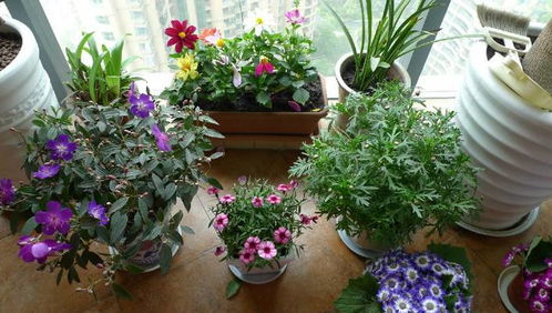 養(yǎng)花無(wú)臭味肥