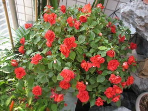 柳樹(shù)枝養(yǎng)花墊底要活的還是死枝呢