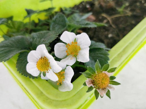 大盆養(yǎng)花怎么澆水