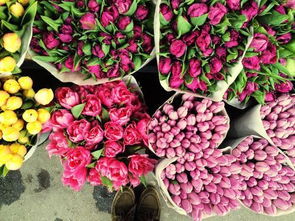 什么性格的人能養(yǎng)花草