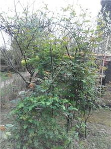 養(yǎng)花生長(zhǎng)記錄表