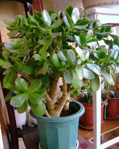 農(nóng)村家養(yǎng)花卉