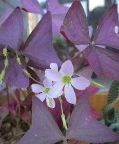 婆婆養(yǎng)花文藝說說