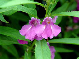 養(yǎng)花知識(shí)大全龍骨