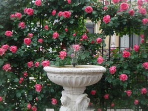 夢(mèng)見(jiàn)在家里養(yǎng)花