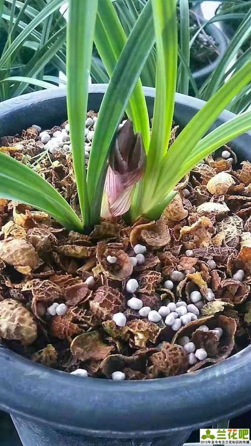 蘭花種養(yǎng)花生殼的使用