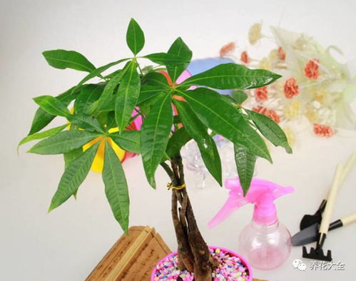 室內(nèi)養(yǎng)花散文