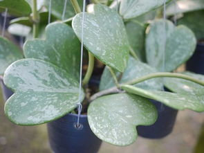 養(yǎng)花葉冷水花用什么土壤