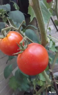 養(yǎng)花種植菜什么肥料最好