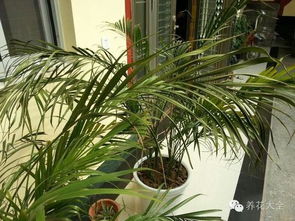 黔南養(yǎng)花種花工作招聘