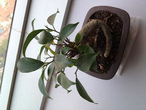 家里養(yǎng)花招小蟲子