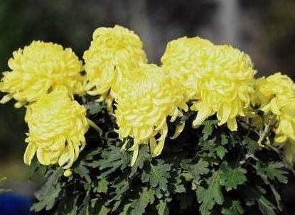 心情不好養(yǎng)花