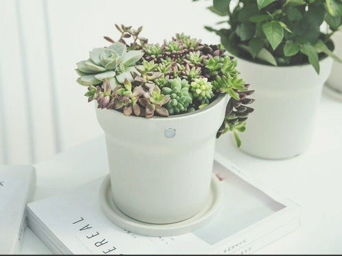 懶人神器怎么養(yǎng)花