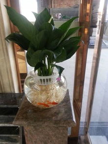 魚缸水養(yǎng)花方法