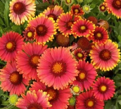 一次養(yǎng)花的經(jīng)歷