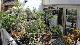 自來水滴水養(yǎng)花